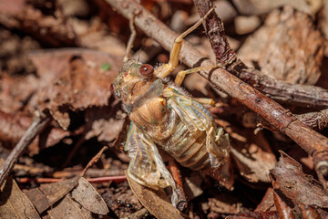 Redeye Cicada nymph struggling to climb in a garden