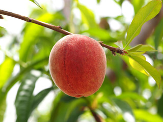 Macro shot of a peach on a branch