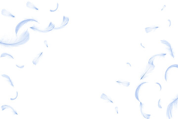 Feather isolated. Abstract bird feather texture closeup falling on white background in pattern...