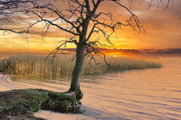 Baum am Strand von Altwarp