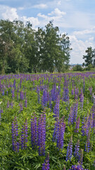 Fototapeta premium Large-leaved Lupine (Lupinus polyphyllus) in meadow, Moscow region, Russia