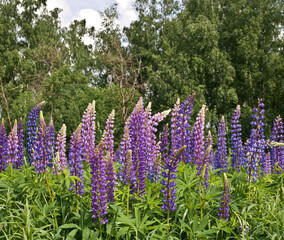 Obraz premium Large-leaved Lupine (Lupinus polyphyllus) in meadow, Moscow region, Russia