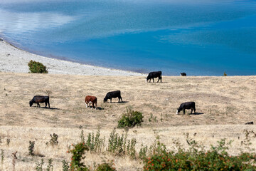 Obraz premium Cattle grazing on the banks of Lake Hawea