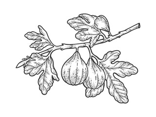 Common fig tree sketch raster illustration