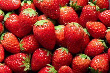 Red ripe strawberries background. Close up, top view.