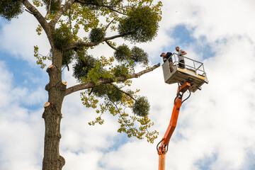 Two male service workers cutting down big tree branches with chainsaw from high chair lift platform.