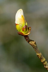Sticky bud of the Horse Chesnut tree bursting into leaf