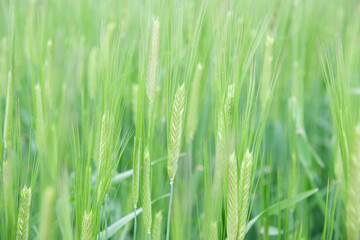 Fototapeta na wymiar Juicy fresh ears of young green wheat on nature in spring summer field close-up of macro