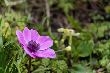 Fototapeta premium A magenta Anemone flowering in a garden in springtime