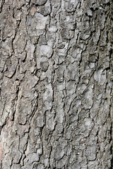 Obraz premium Common horse chestnut