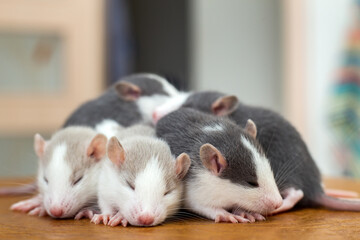 Many small funny baby rats warming together one on top of another.