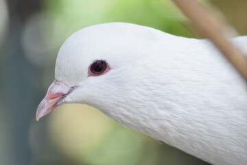 white pigeon dove. beautiful bird. symbol of peace