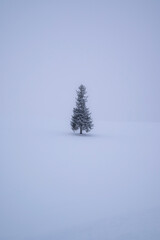 christmas tree in snow