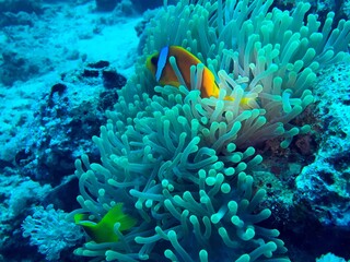 Fototapeta na wymiar clown fish and sea anemone