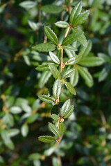 Naklejka premium Wintergreen barberry