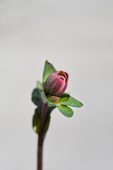 Fototapeta premium Lenten rose