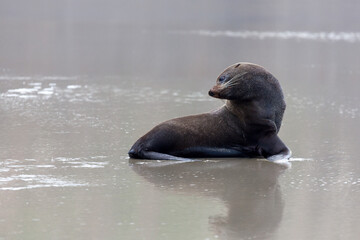 Naklejka premium New Zealand Fur Seal (Arctocephalus forsteri)