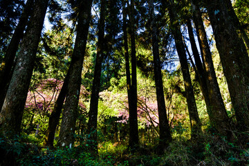 Beautiful green forest in the Alishan Forest Recreation Area in Chiayi, Taiwan.