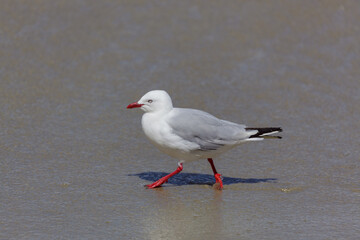 Red-billed Gull (Chroicocephalus scopulinus)