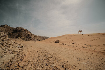 Camels and hiking in the Dubai UAE Desert