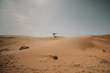 Camels and hiking in the Dubai UAE Desert