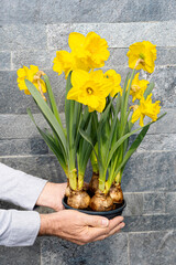 Man's hand holds yellow narcissus flowers on a pot. Grey stone wall background. Spring flower as a gift for holiday. Fresh planting flower. 