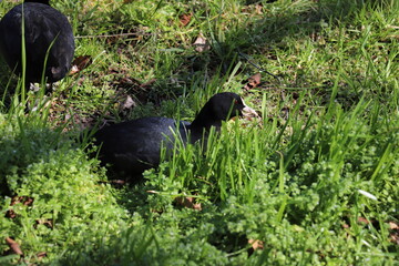 冬の河川敷で憩うオオバン