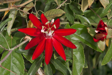 Crimson Passionflower (Passiflora vitifolia) in garden, Los Angeles, California, USA
