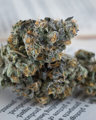 Cannabis indoor grown resinous and trichome covered bud. Strain name Blunicorn. Orange pistils and...