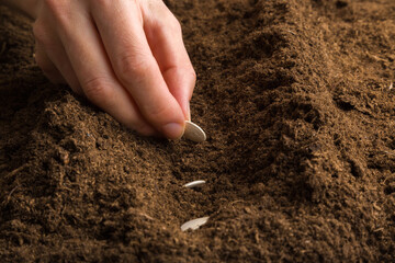 Young adult woman hand planting pumpkin seeds in fresh dark soil. Closeup. Preparation for garden season in early spring. Front view.