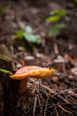 Brown wild mushrooms in the forest in autumn season