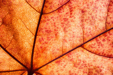 Fototapeta premium Dry leaf pattern and background.