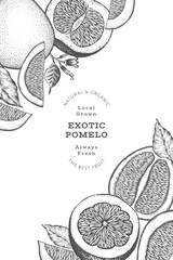 Hand drawn sketch style pomelo banner. Organic fresh fruit vector illustration. Retro fruit design template