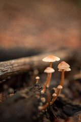 Brown wild mushrooms in the forest in autumn season