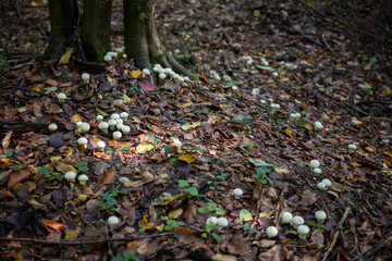 Obraz premium Common puffball mushrooms in the forest in autumn season
