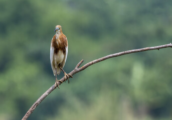 The breeding adult Javan pond heron perching on branch , Thailand
