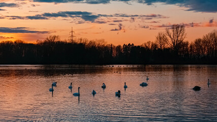 Beautiful sunset with reflections, swan silhouettes and dramatic clouds near Plattling, Isar, Bavaria, Germany