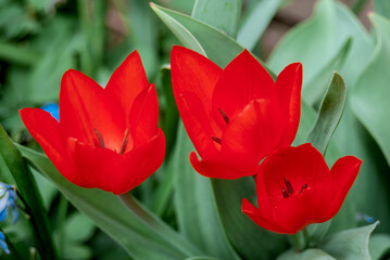 Naklejka premium Unicum Tulip (Tulipa praestans) in garden