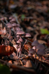 Wild purple mushrooms in the forest in autumn season in sunlight