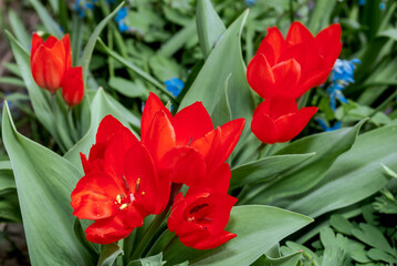 Unicum Tulip (Tulipa praestans) in garden