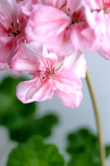 Naklejka na ściany i meble pink flowers, geranium