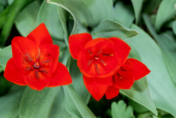Unicum Tulip (Tulipa praestans) in garden