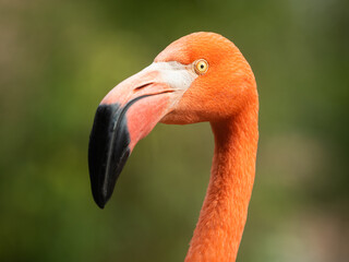 Portrait of an American Flamingo in a zoo