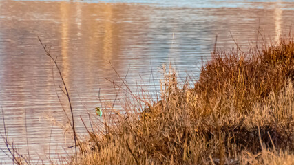 Beautiful autumn or indian summer view with a kingfisher near Mettenufer, Danube, Bavaria, Germany