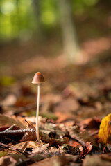 Little wild brown mushroom in deciduous forest during autumn season