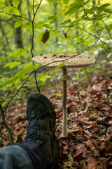 Parasol mushroom in the forest in autumn season