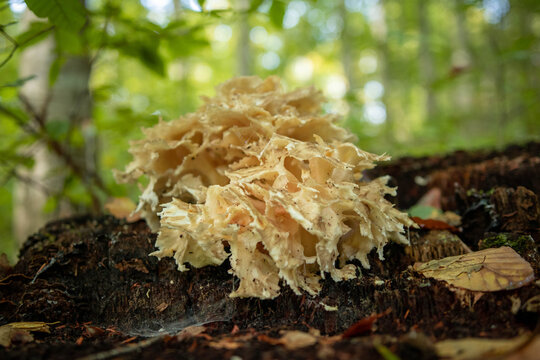 Sparassis crispa mushroom in the autumn forest 