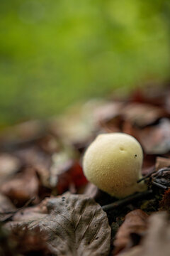 Common puffball mushrooms in the forest in autumn season