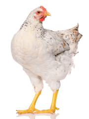 one white chicken isolated on white background, studio shoot