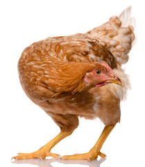 one brown chicken isolated on white background, studio shoot